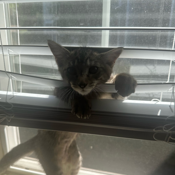 Robin's Cat-Abulous Care