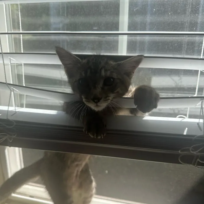 Robin's Cat-Abulous Care