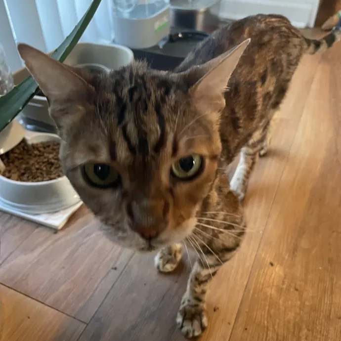 Robin's Cat-Abulous Care