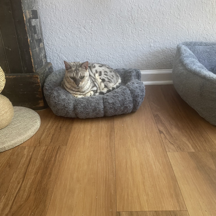 Robin's Cat-Abulous Care