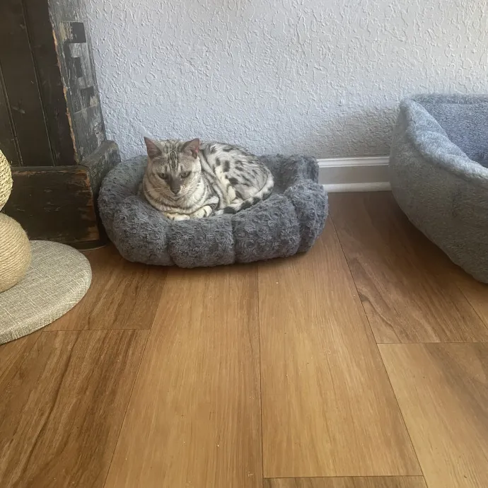 Robin's Cat-Abulous Care