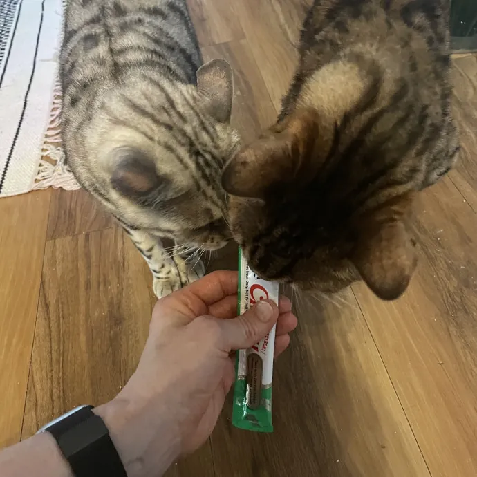 Robin's Cat-Abulous Care