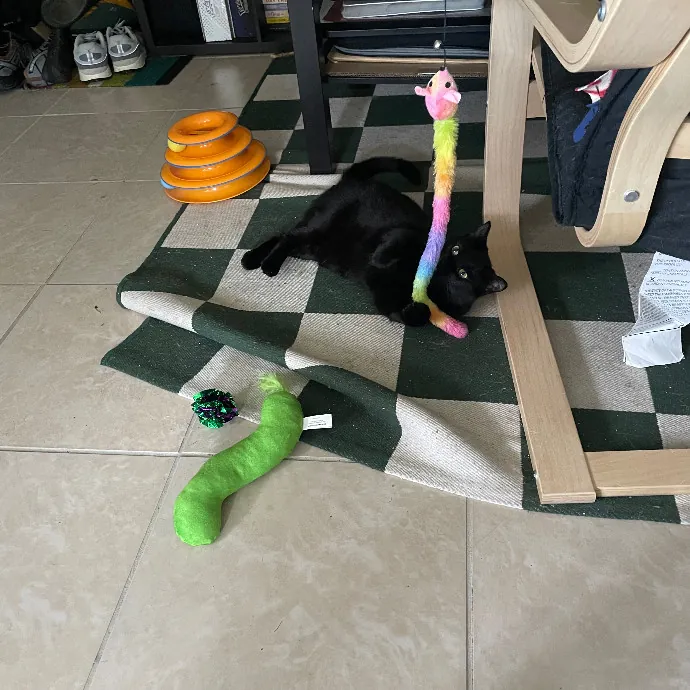 Robin's Cat-Abulous Care