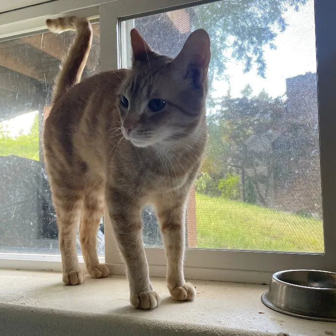 Robin's Cat-Abulous Care