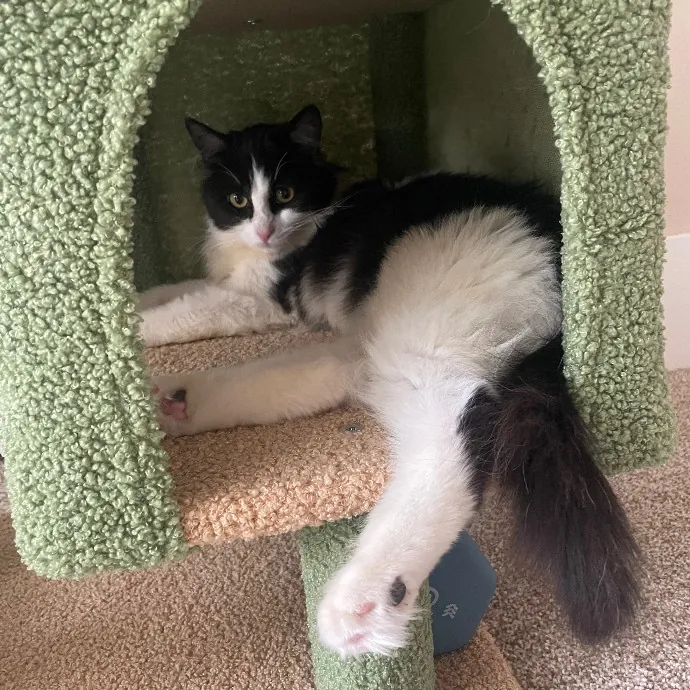 Robin's Cat-Abulous Care