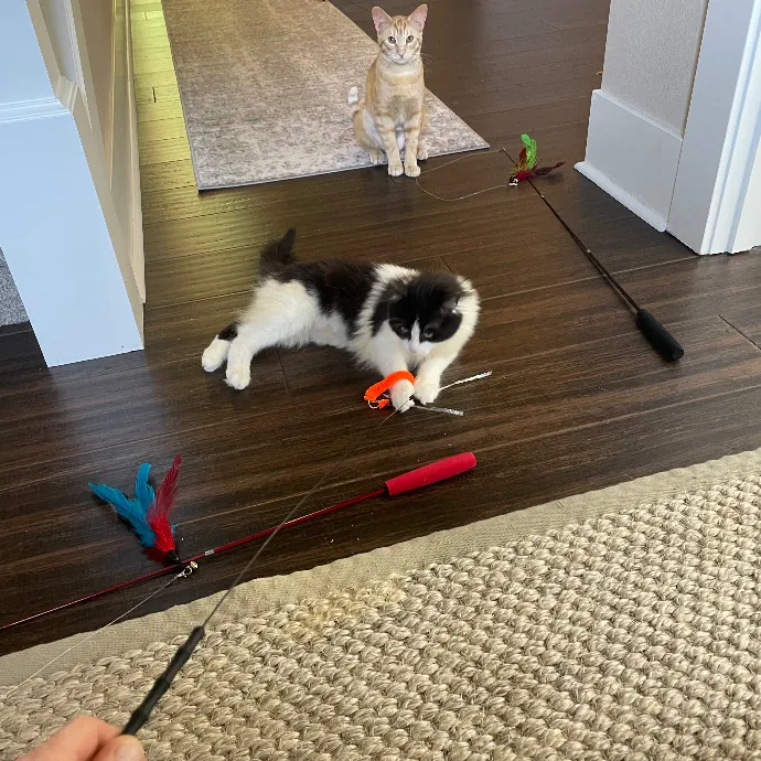 Robin's Cat-Abulous Care