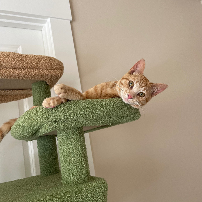 Robin's Cat-Abulous Care