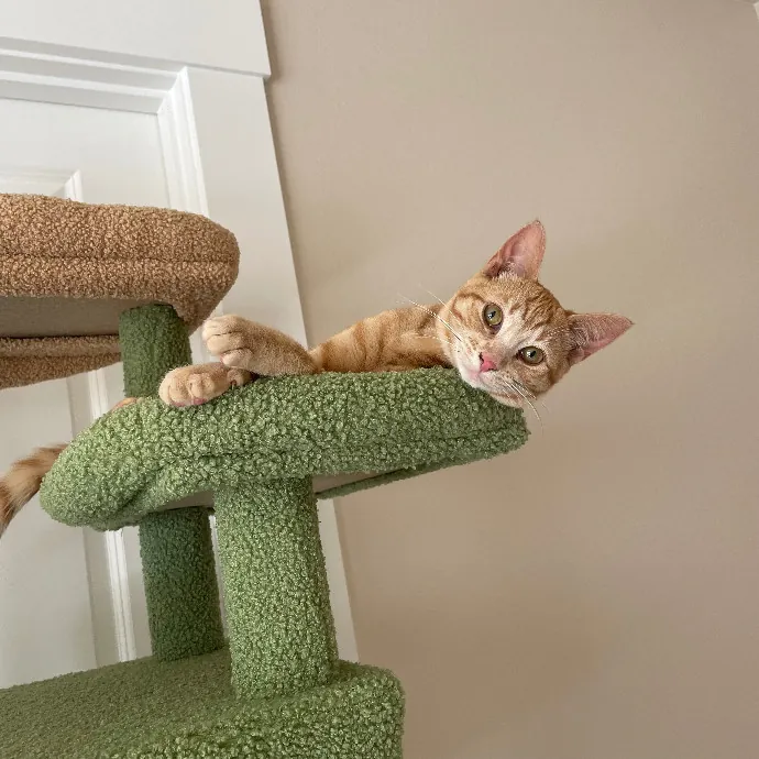 Robin's Cat-Abulous Care