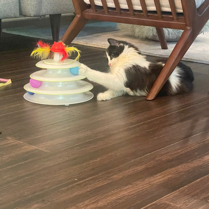 Robin's Cat-Abulous Care