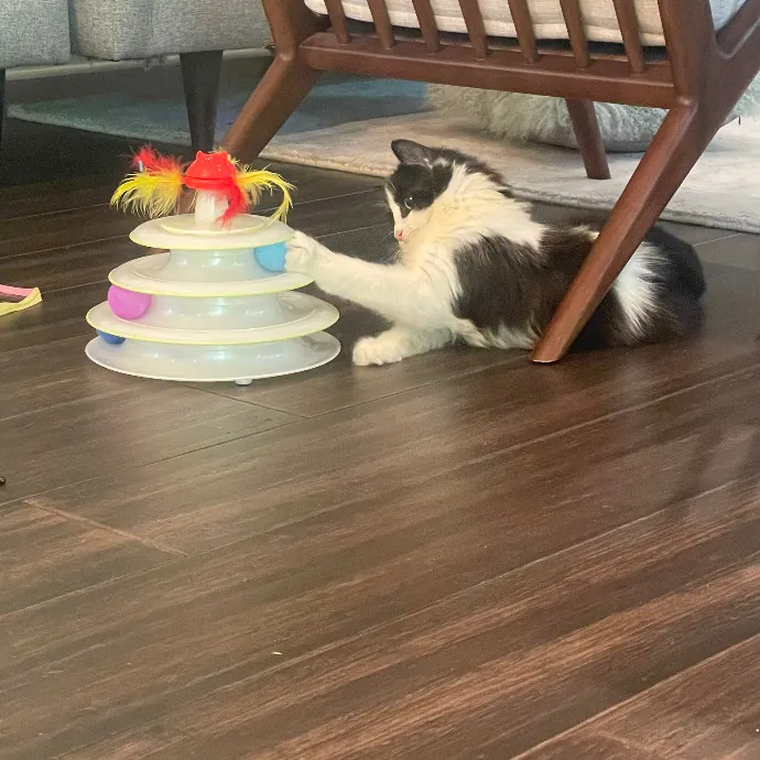 Robin's Cat-Abulous Care