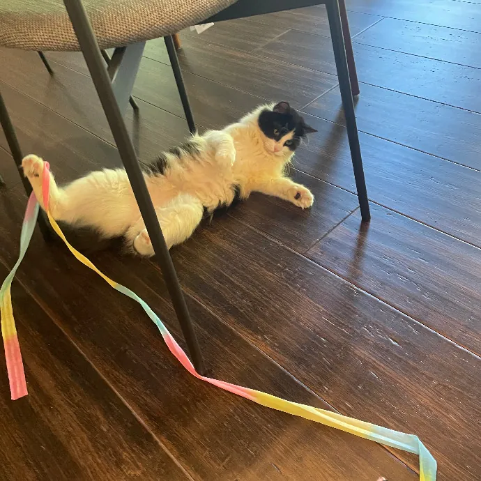 Robin's Cat-Abulous Care