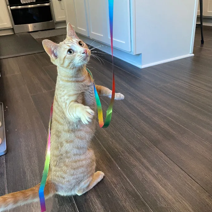 Robin's Cat-Abulous Care