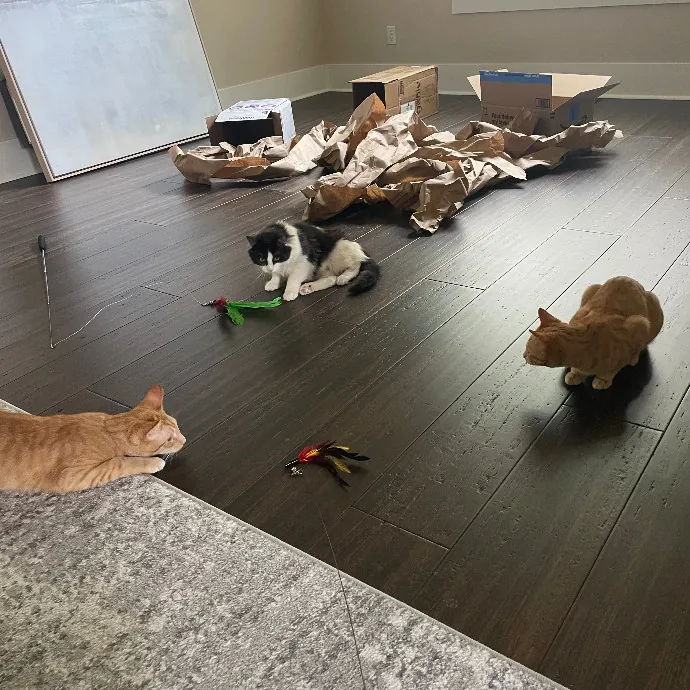 Robin's Cat-Abulous Care