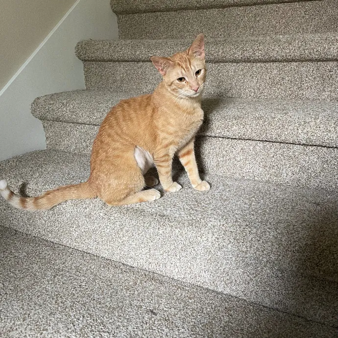 Robin's Cat-Abulous Care