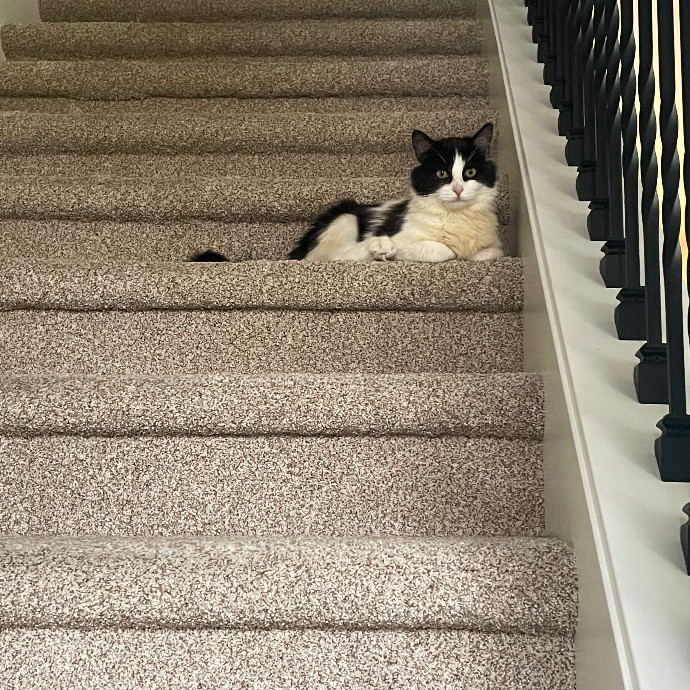 Robin's Cat-Abulous Care