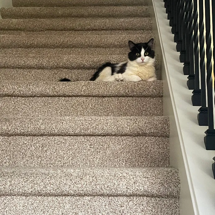 Robin's Cat-Abulous Care