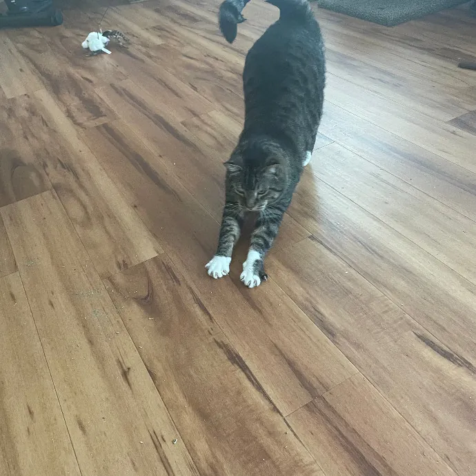 Robin's Cat-Abulous Care