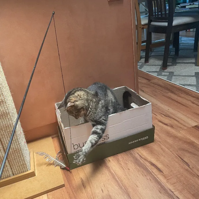 Robin's Cat-Abulous Care