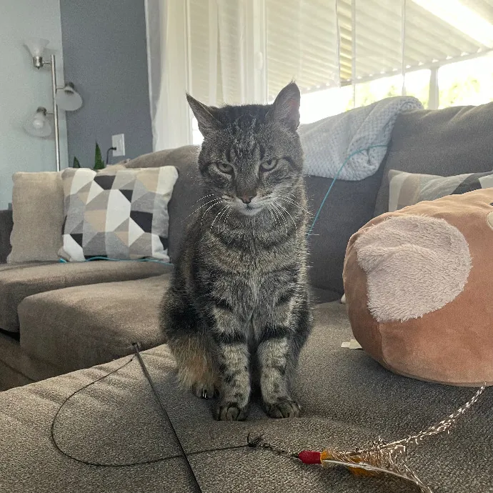 Robin's Cat-Abulous Care