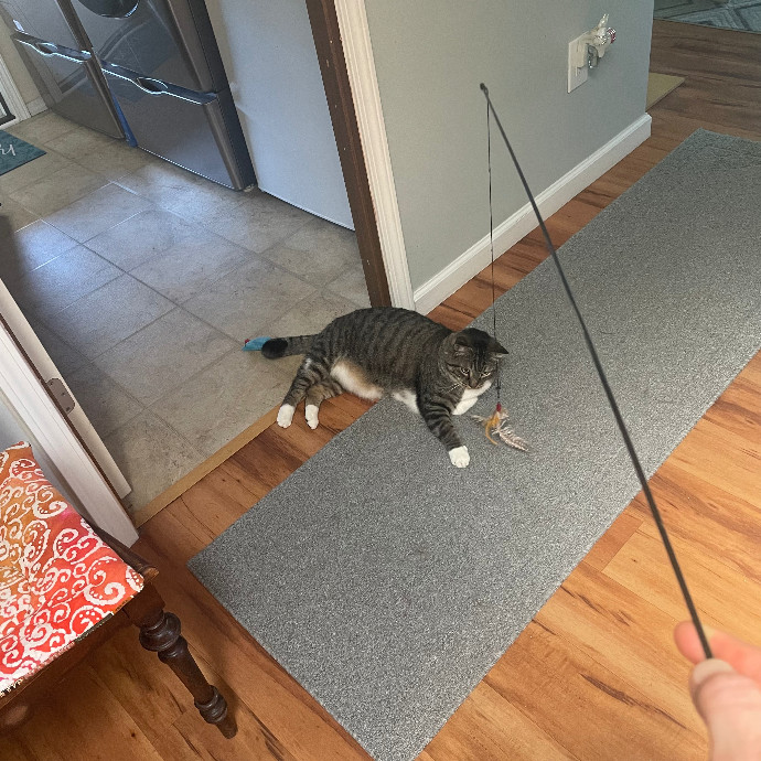 Robin's Cat-Abulous Care