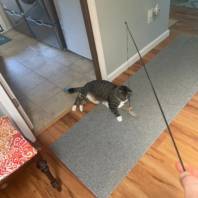 Robin's Cat-Abulous Care