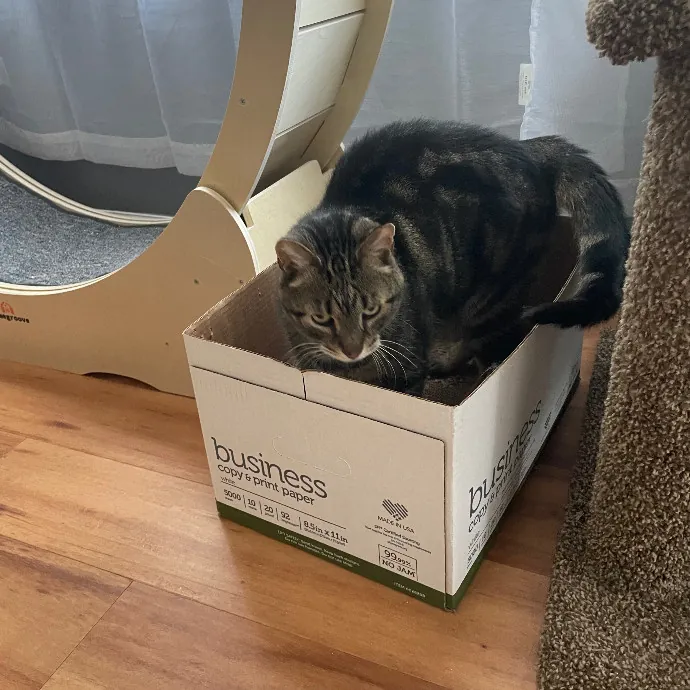 Robin's Cat-Abulous Care