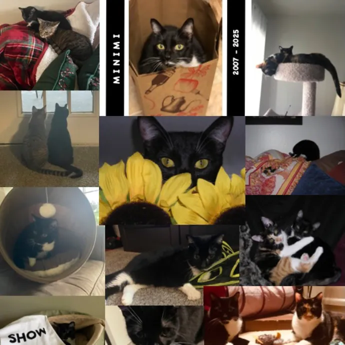 Robin's Cat-Abulous Care