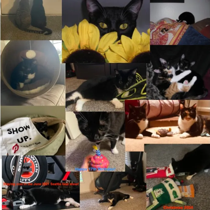 Robin's Cat-Abulous Care