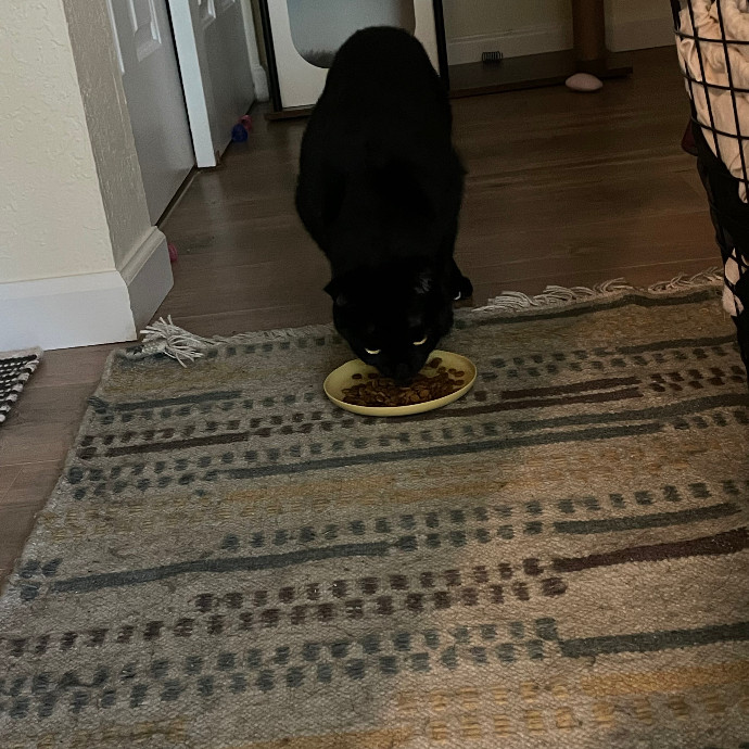 Robin's Cat-Abulous Care