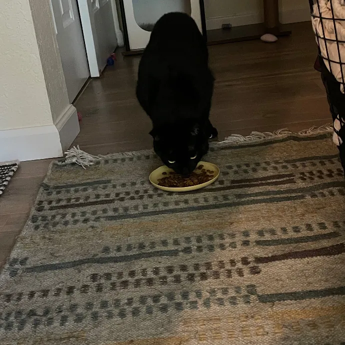 Robin's Cat-Abulous Care