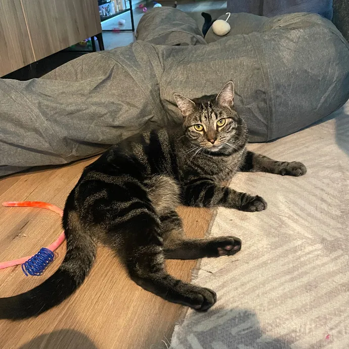 Robin's Cat-Abulous Care