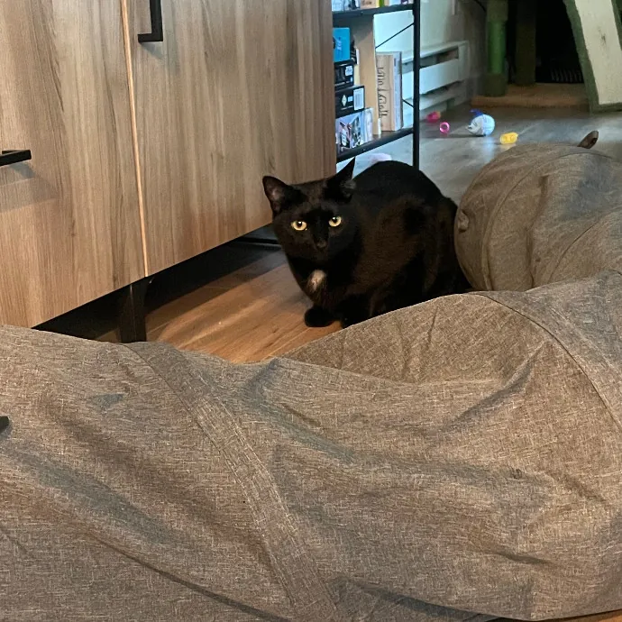 Robin's Cat-Abulous Care