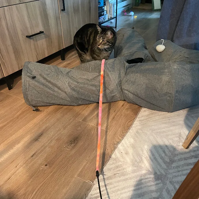 Robin's Cat-Abulous Care