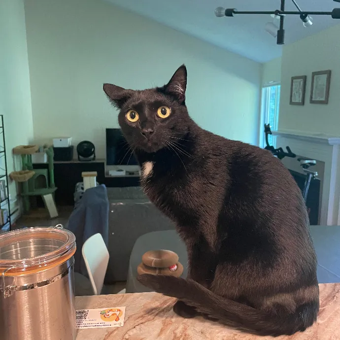 Robin's Cat-Abulous Care