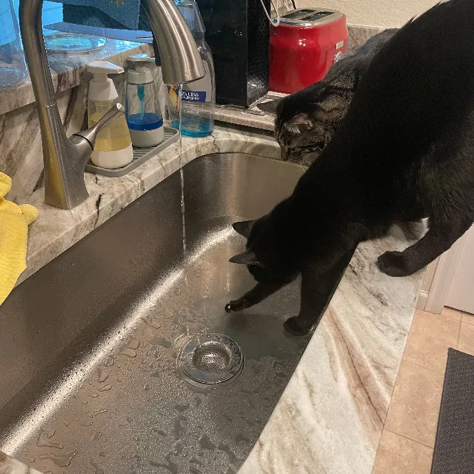 Robin's Cat-Abulous Care