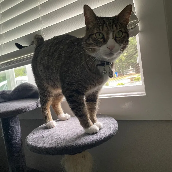 Robin's Cat-Abulous Care