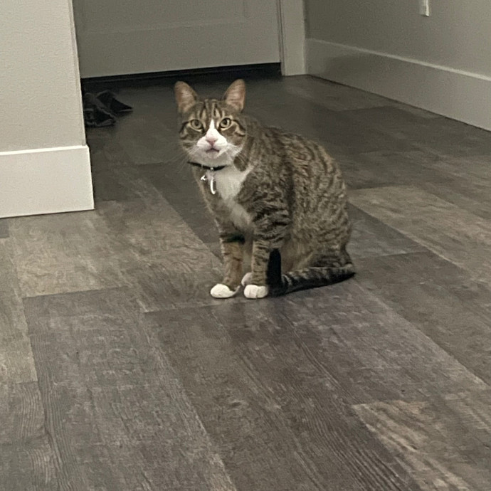 Robin's Cat-Abulous Care