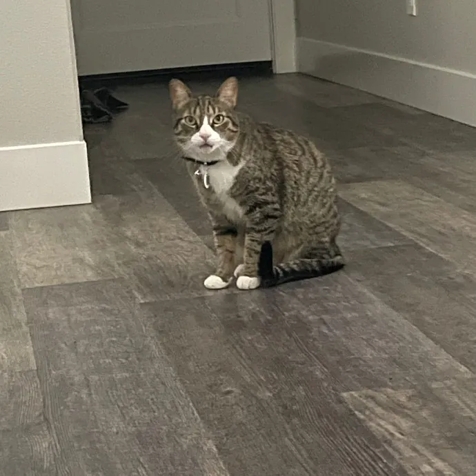 Robin's Cat-Abulous Care