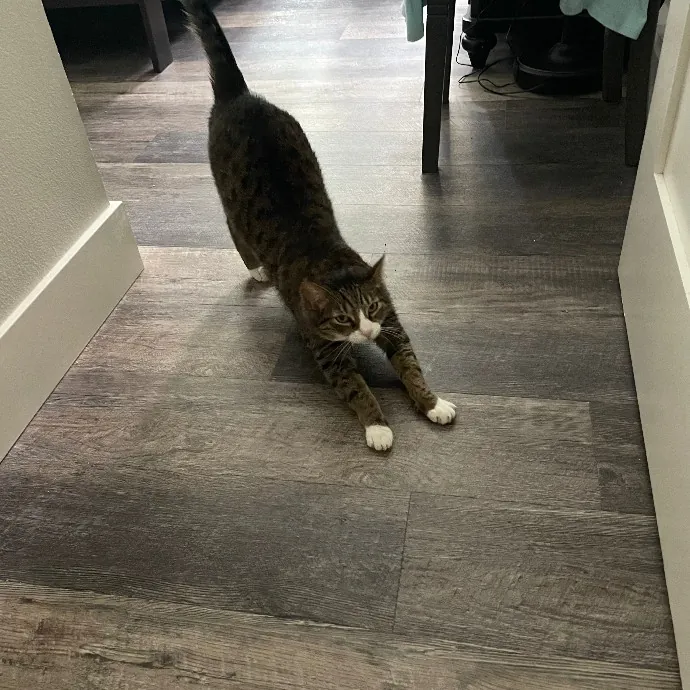 Robin's Cat-Abulous Care