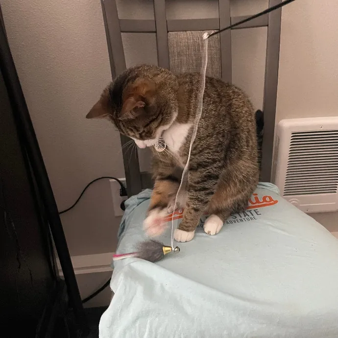 Robin's Cat-Abulous Care