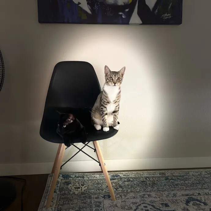 Robin's Cat-Abulous Care