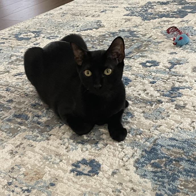 Robin's Cat-Abulous Care