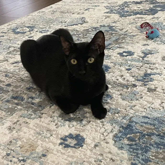 Robin's Cat-Abulous Care