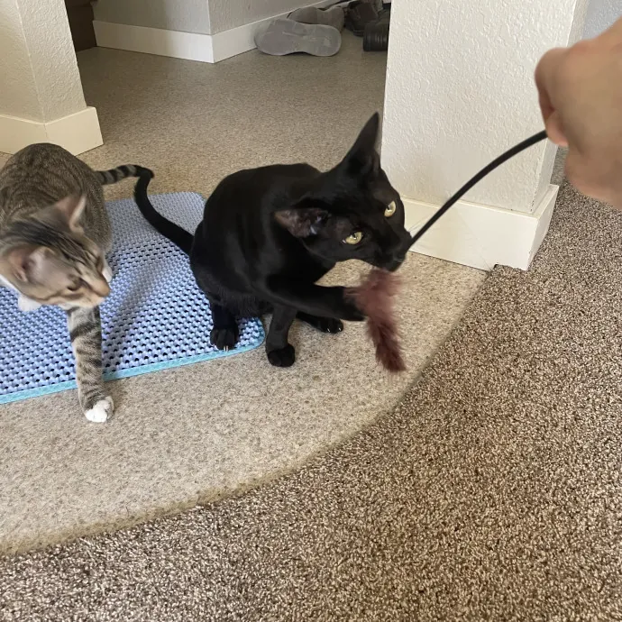 Robin's Cat-Abulous Care