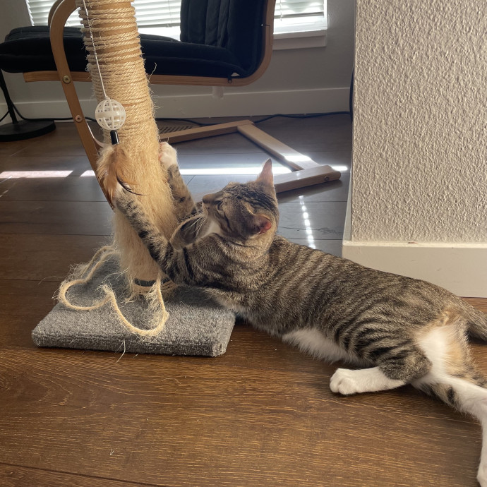 Robin's Cat-Abulous Care