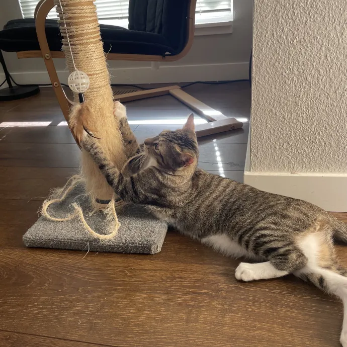 Robin's Cat-Abulous Care