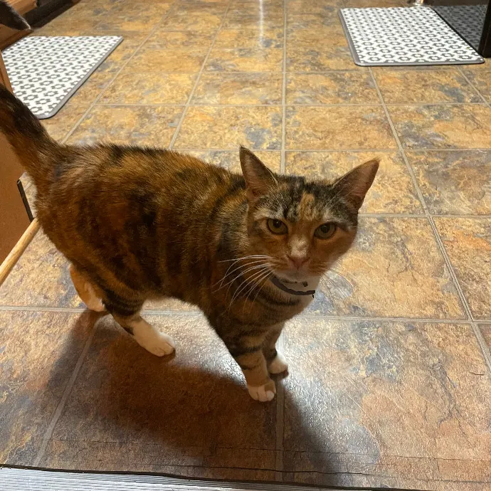 Robin's Cat-Abulous Care