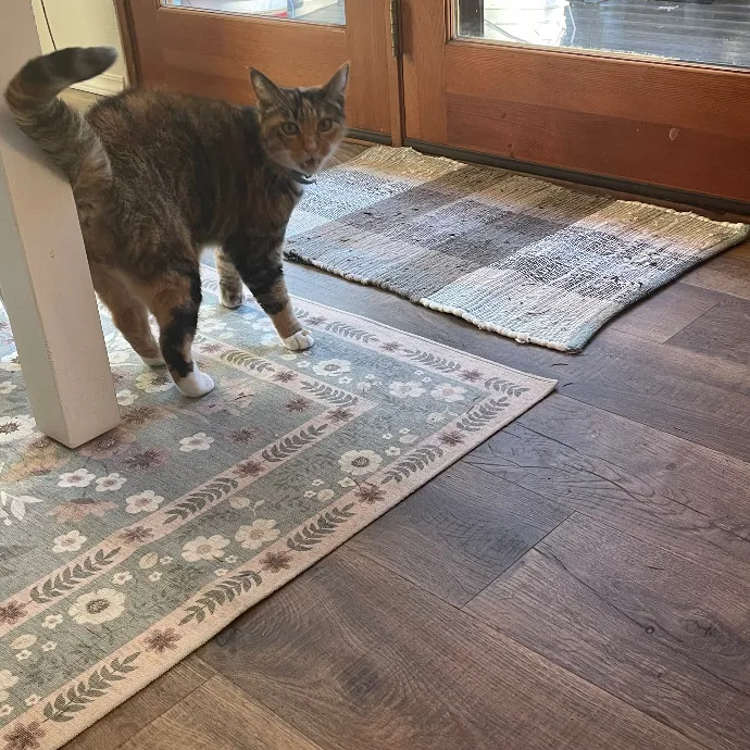 Robin's Cat-Abulous Care