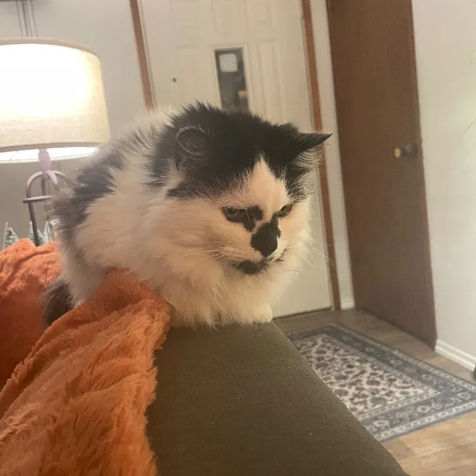 Robin's Cat-Abulous Care