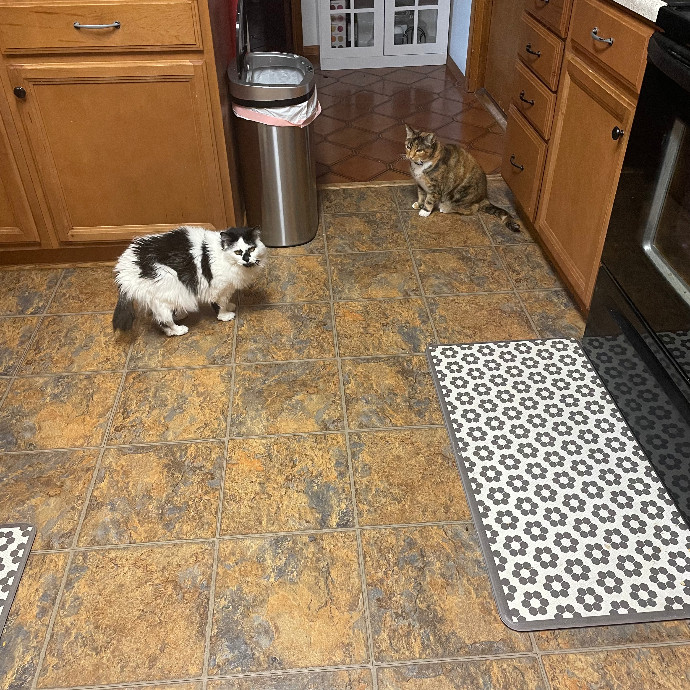 Robin's Cat-Abulous Care
